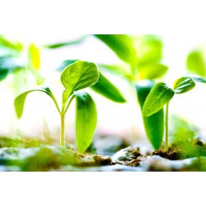 AUTISM – ADD – ADHD – PSYKE